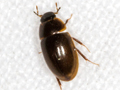 Cymbiodyta marginella